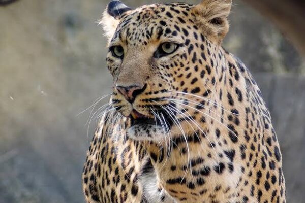Minor girl taken away by leopard in Uri, search ops launched