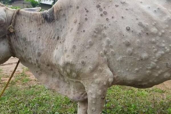 Lumpy skin disease: Kashmir reports 1,242 cattle deaths, 17,488 infections so far 