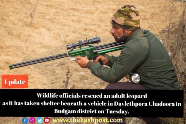 A leopard is being rescued in Srinagar, India – 29 Nov 2022 Wildlife officials and locals seen carry