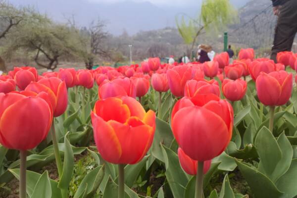 Tulip garden records highest-ever tourist footfall this season