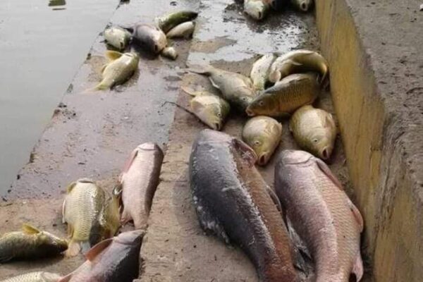 Thousands of fish found dead in Dal Lake