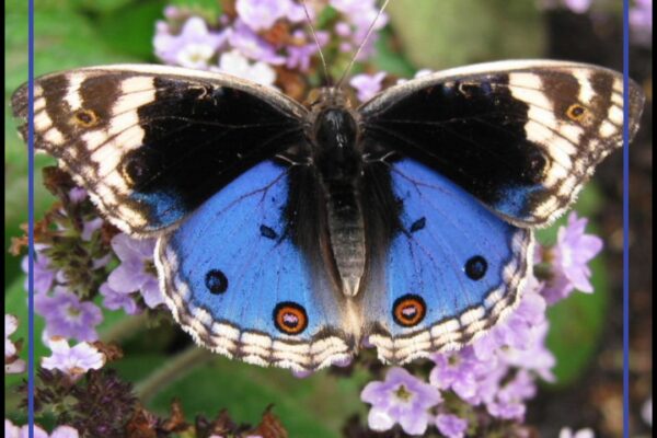 J&K Govt choses Blue Pansy as ‘State Butterfly’