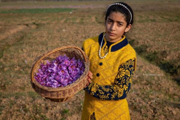 Season’s first saffron harvest brings joy to Kashmiri farmer