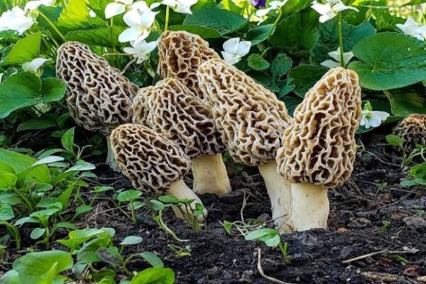 World’s most expensive mushroom is found in Jammu & Kashmir