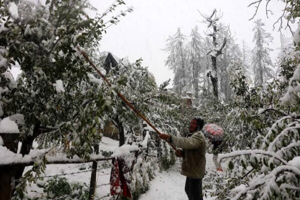 Dip in mercury after snow, rain in Kashmir, apple harvest delayed