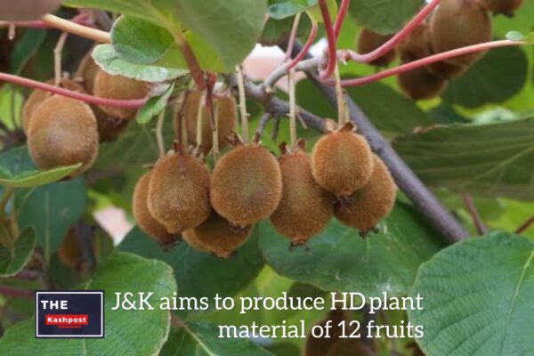 J&K aims to produce HD  plant material of 12 fruits