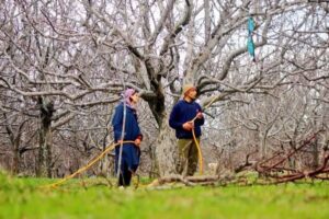 Feature-Photo-A-MAN-AND-A-WOMAN-SPRAY-CHEMICALS-IN-AN-APPLE-GARDEN-IN-SOUTH-KASHMIR.-FPK-PHO-By-QAYOOM-KHAN.
