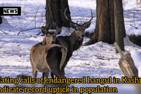 Mating calls of endangered hangul in Kashmir indicate record uptick in population