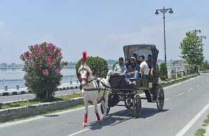 Royal-Horse-Cart-1024x667