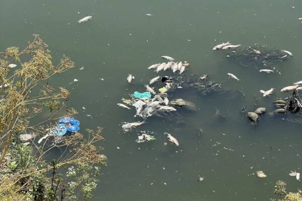 Thousands of fish found dead in Srinagar stream, officials cite lack of oxygen, pollution