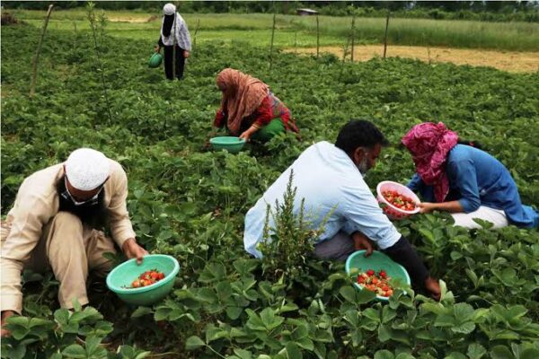 Government to Provide 10 Lakh Saplings to Farmers in JK