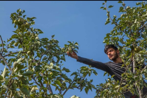 Crop Insurance for Apple Orchards Starting March 2025: Director Horticulture