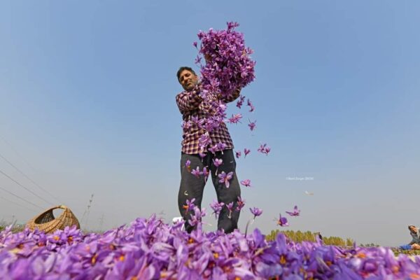 From Kashmir to Lucknow: Innovator Cultivates Saffron Indoors Using High-Tech Aeroponics