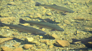 Fish-