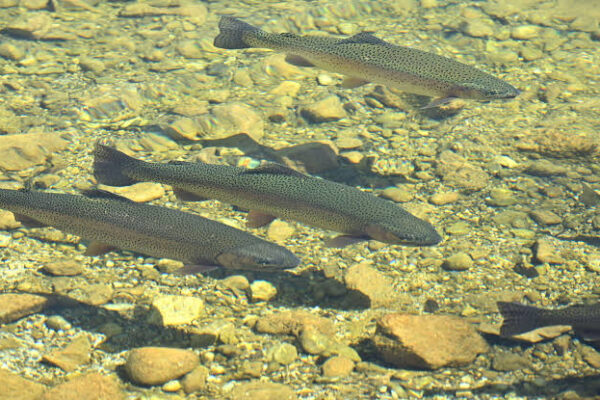 Illegal Fishing in Nallah Sindh Continues Unchecked