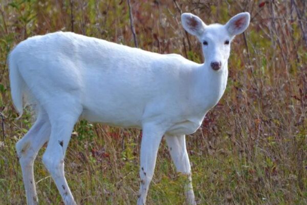 ‘Fake video’: White deer not found anywhere in Jammu Kashmir, say officials