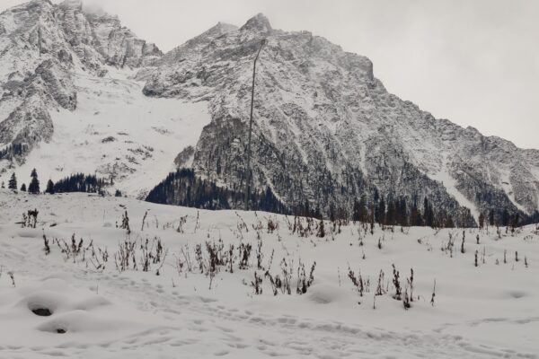 Kashmir likely to witness week-long wet spell till Jan 24