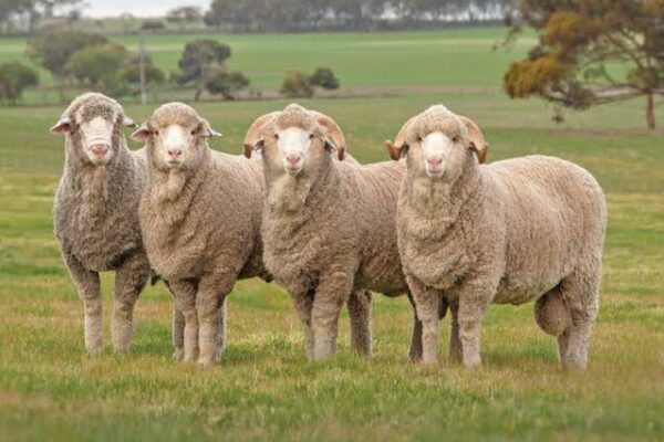 J&K Govt to import 900 high-quality sheep from Australia to boost meat production