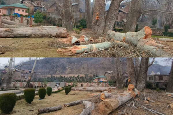 EPG denounces felling of centuries-old Chinar trees in Rani Bagh, Anantnag