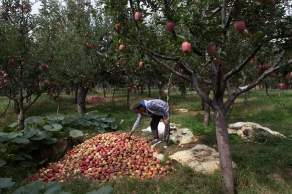 ‘Our lifeline’: Kashmiris fear losing orchards, land to mega Modi projects