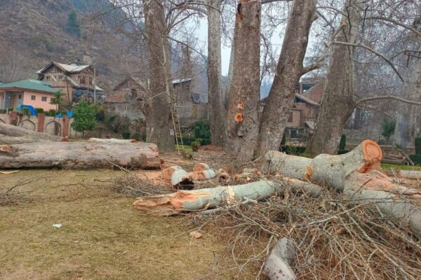 Chinar trees ‘felled’ in J-K’s Anantnag, NC’s Bijbehara MLA seeks probe