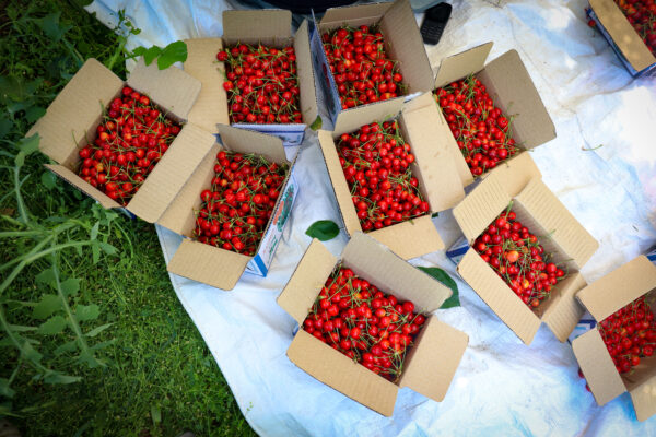 Cherry Season in Kashmir Families Harvest, Hope, and Worry Together