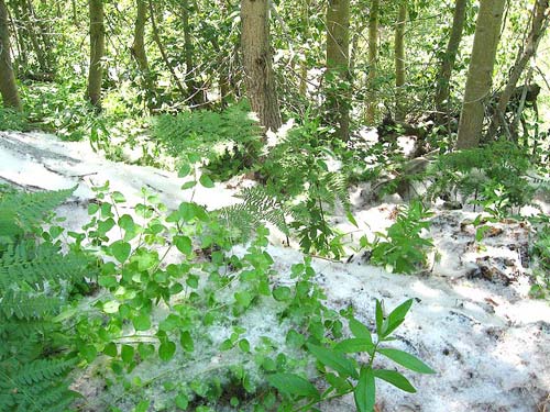 Employees, Students, and Locals Demand Urgent Action Against Russian Poplar-Related Health Crisis in Ganderbal