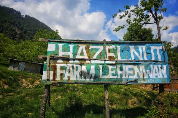 Kokernag’s Hazelnut Harvest Marks a New Dawn for Kashmir’s Farmers