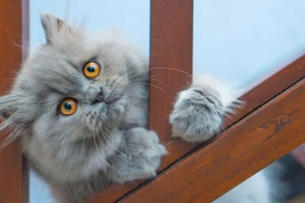 Over 6000 Cat Bite Cases Reported at SMHS’ Anti-Rabies Clinic in Last One Year
