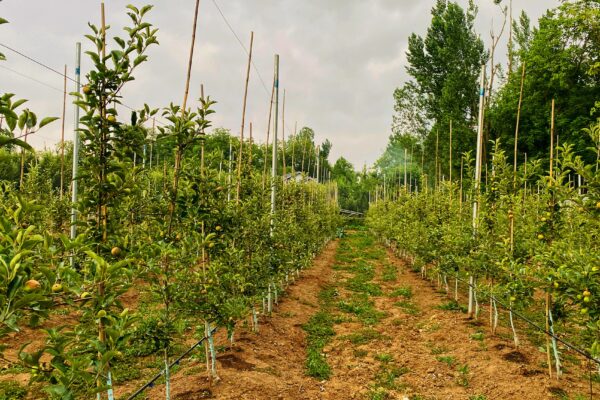 Man booked for duping people of crores on false promise of high density apple plants: Crime Branch