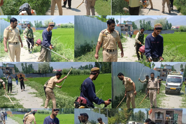 GANDERBAL POLICE DESTROYS WILD CANNABIS IN MASSIVE ANTI DRUG DRIVE UNDER PP SHADIPORA