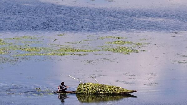 Lotus blooms in Kashmir’s Wular Lake after 3 decades, locals hope for livelihood revival