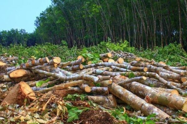 Jammu and Kashmir: Nearly Six Lakh Trees Cut in Last Five Years over Riverbank ‘Encroachment’