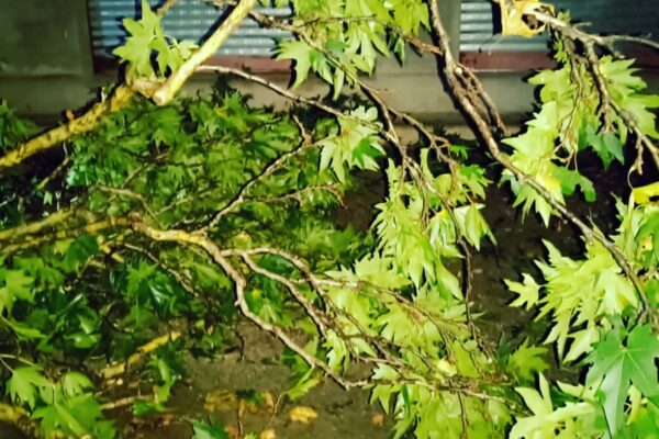 2 die, 2 injured after tree falls on tent in Kulgam