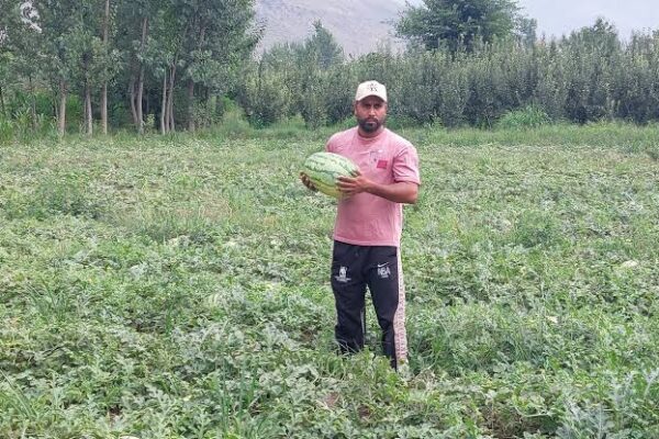 Kashmir’s ‘Watermelon Village’ begins bumper harvest