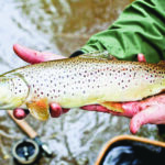 Jammu Kashmir Absent from National Fisheries Insurance Roll-out as Centre Disburses Over 54 Crore to Cover More Than one Crore Fishers